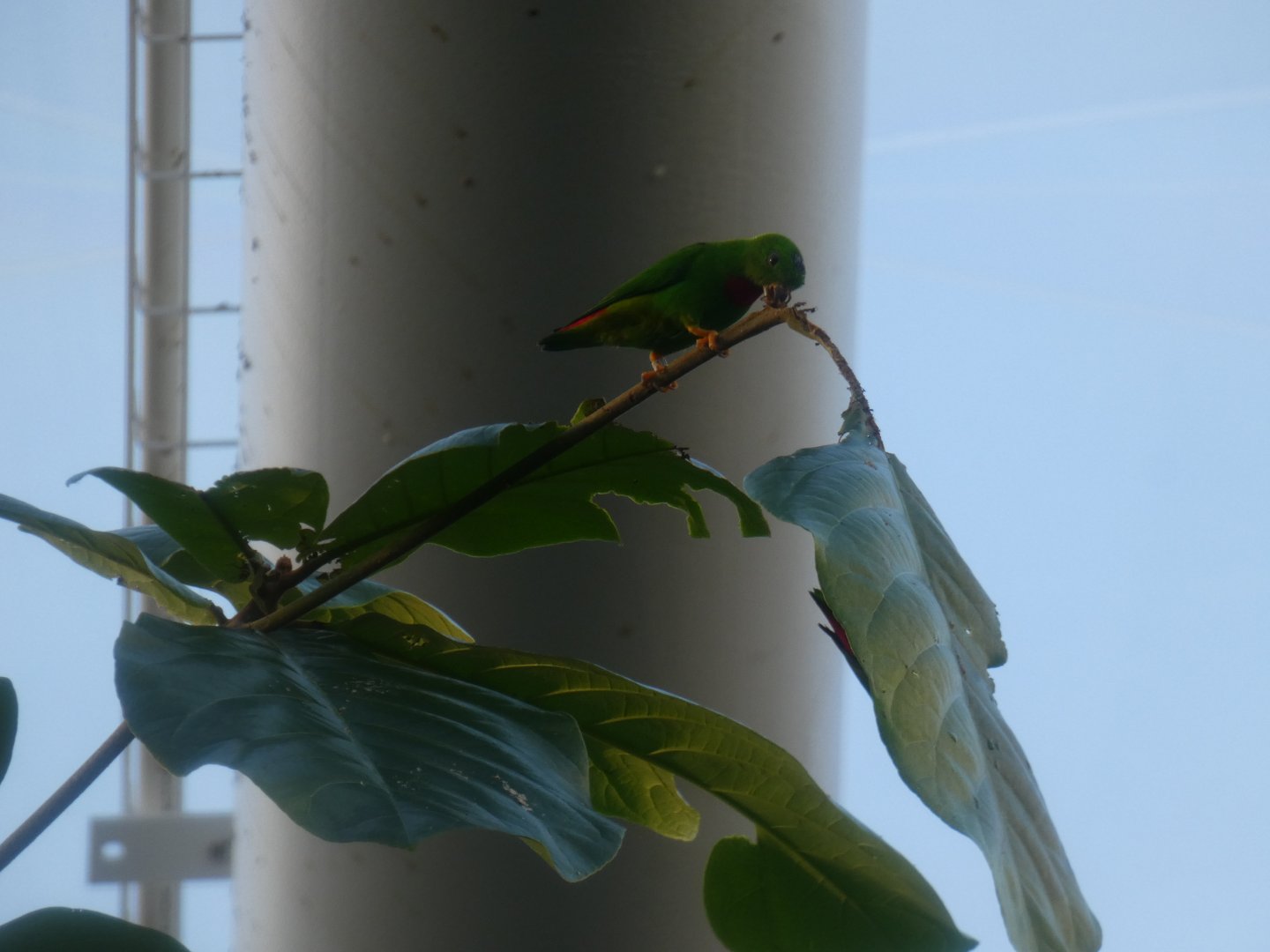 Blue-crowned Hanging Parrot