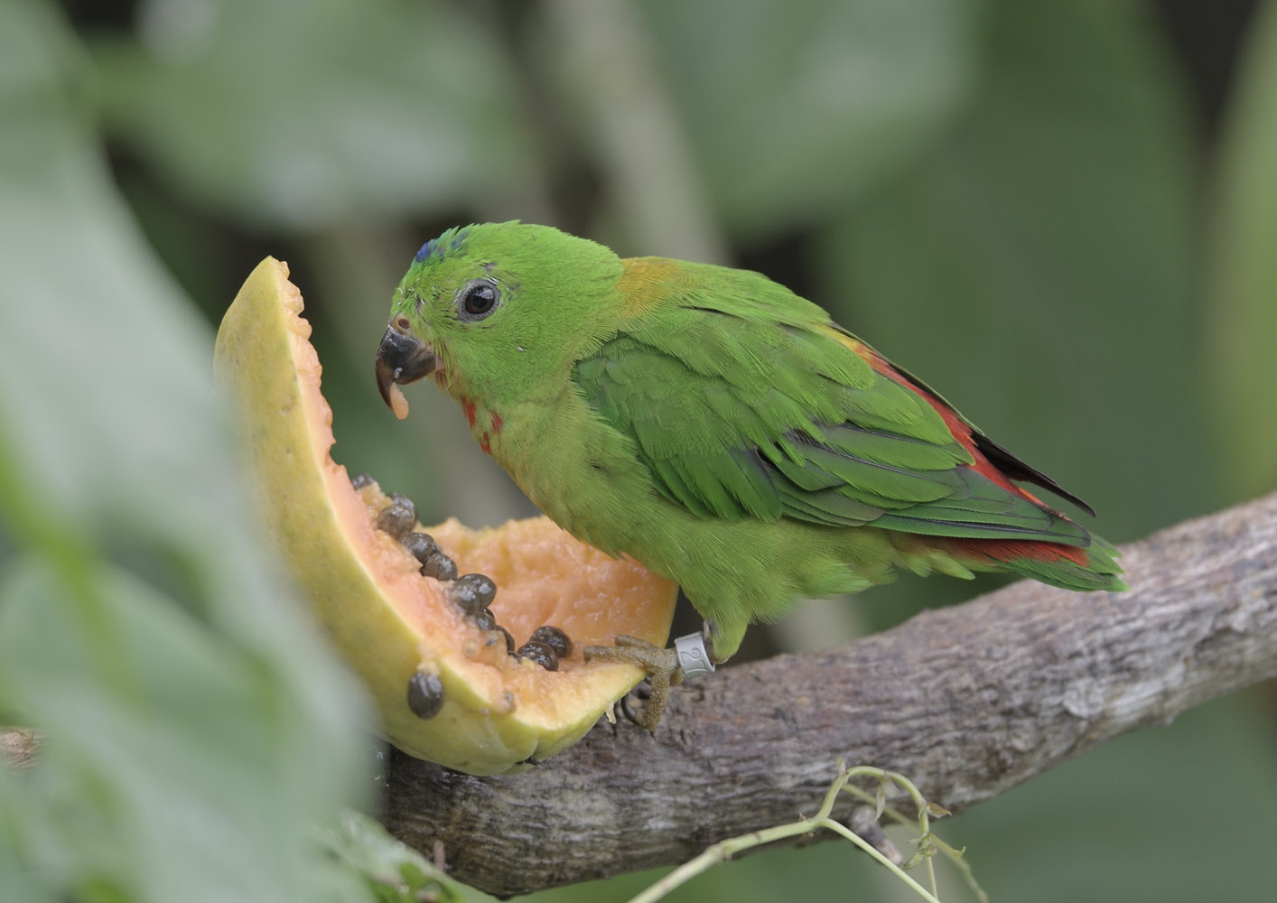 Blue-crowned hanging parrot