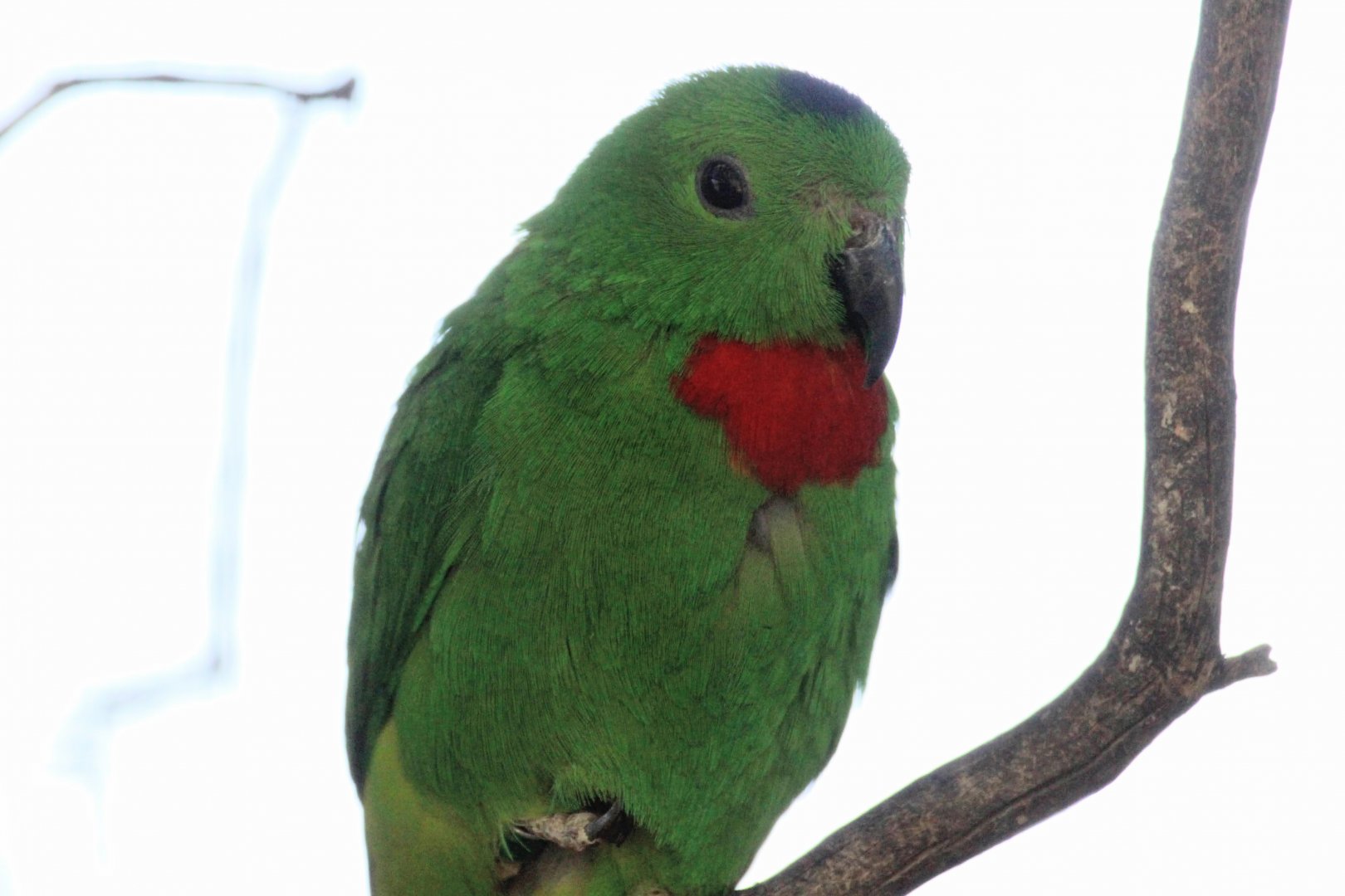 Blue-crowned Hanging-Parrot