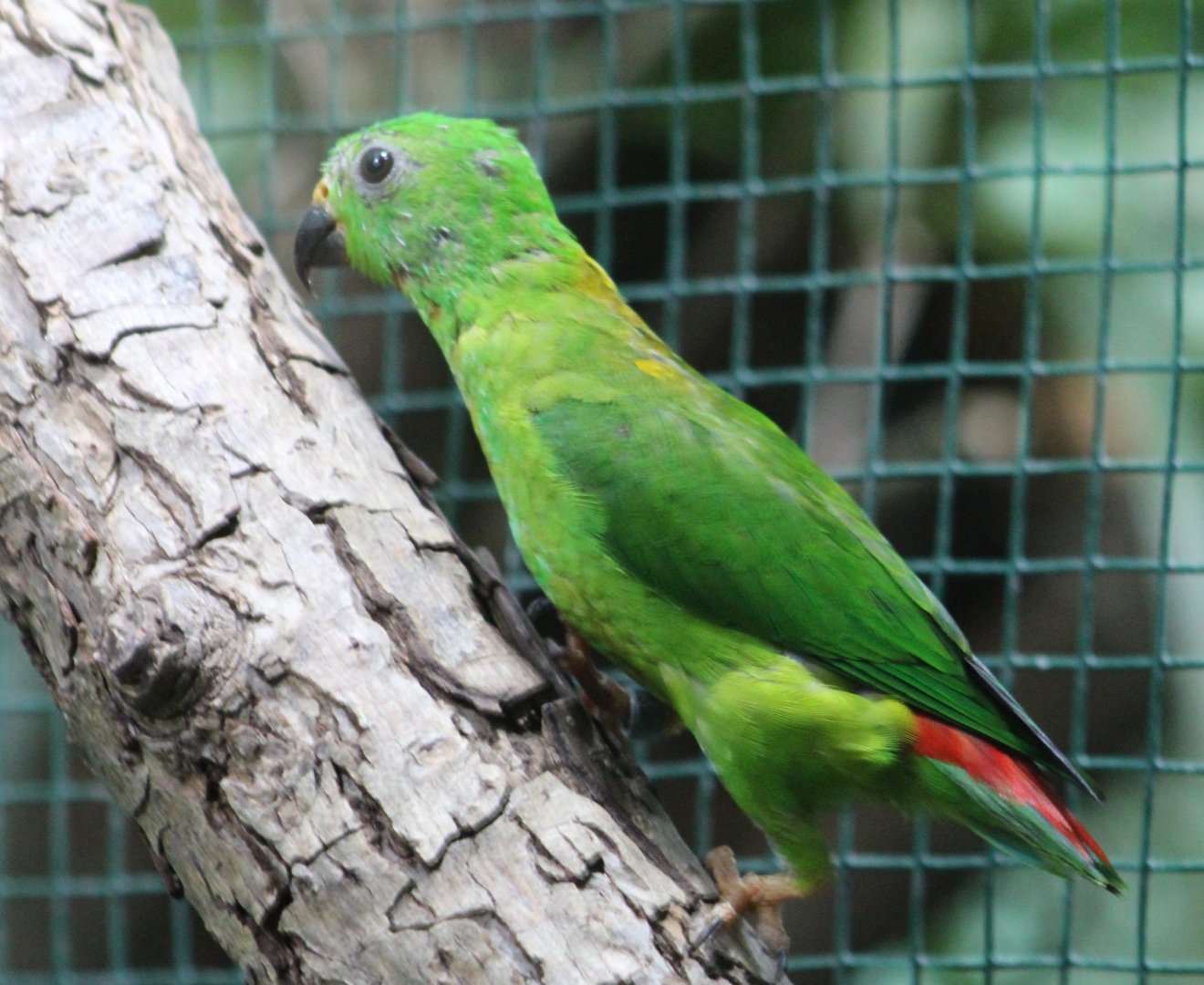 Blue-crowned hanging-parrot