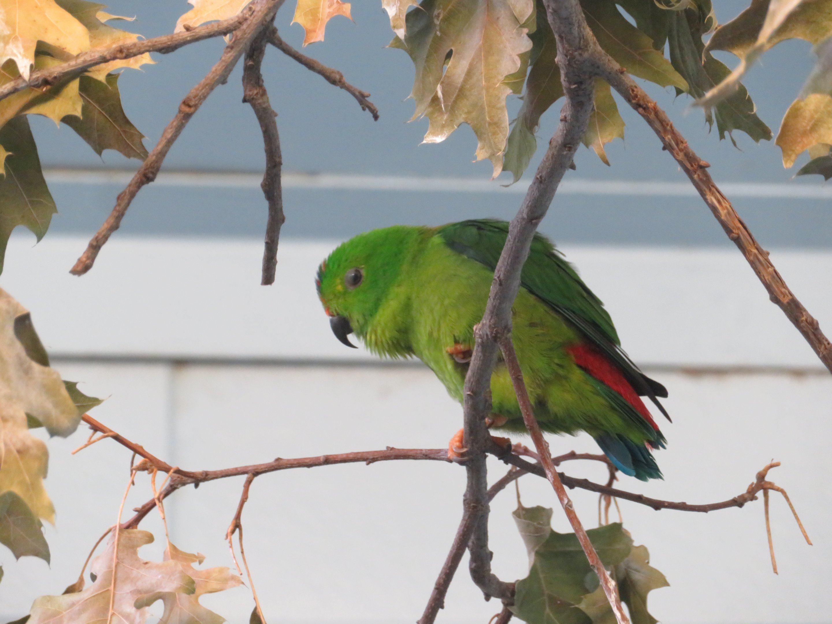Blue-crowned Hanging Parrot