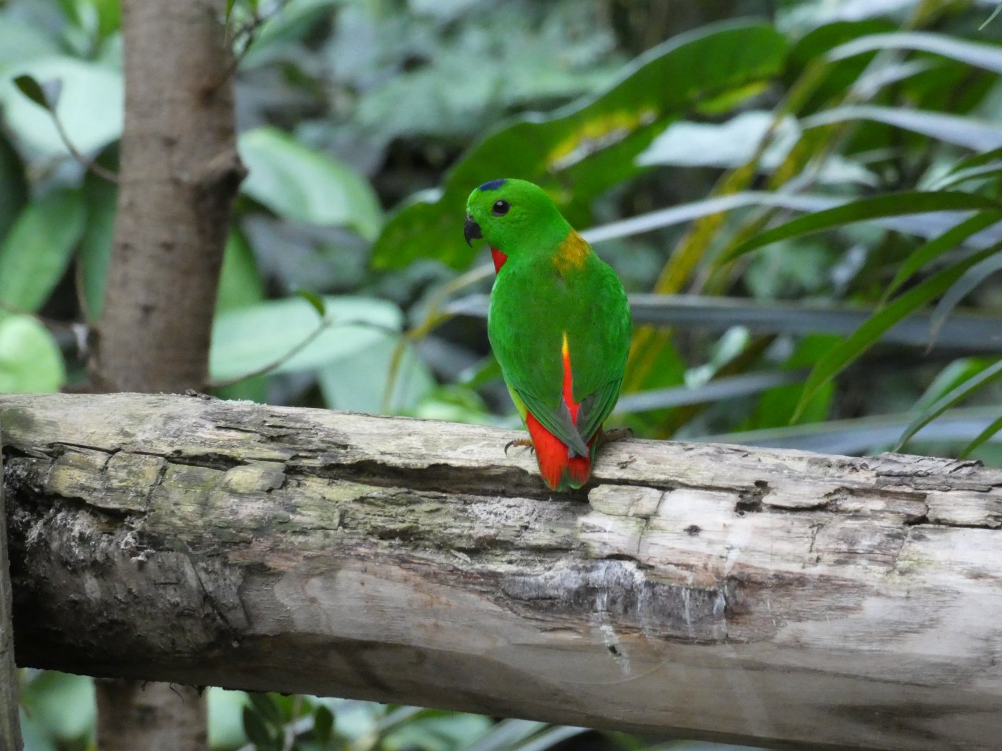 Blue-crowned hanging parrot