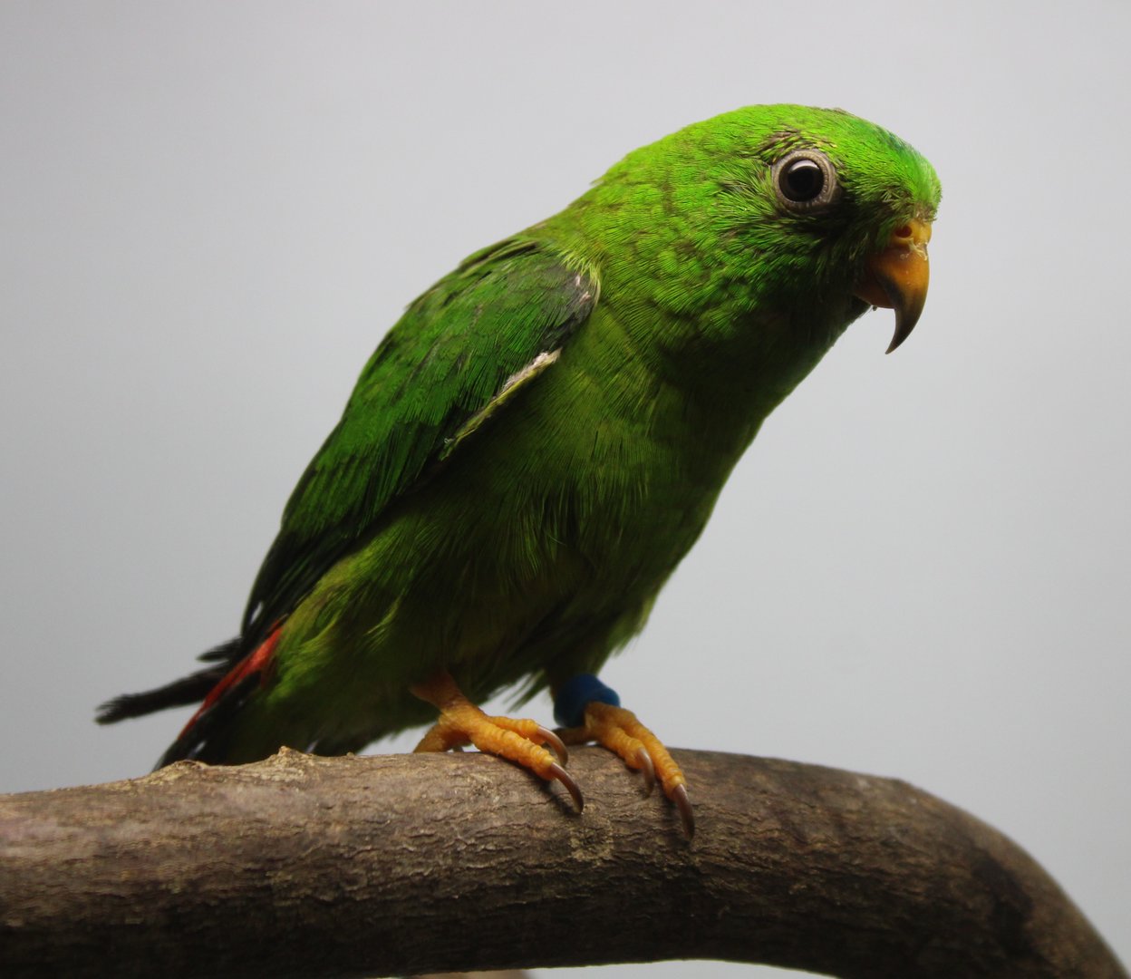 Blue-crowned hanging-parrot