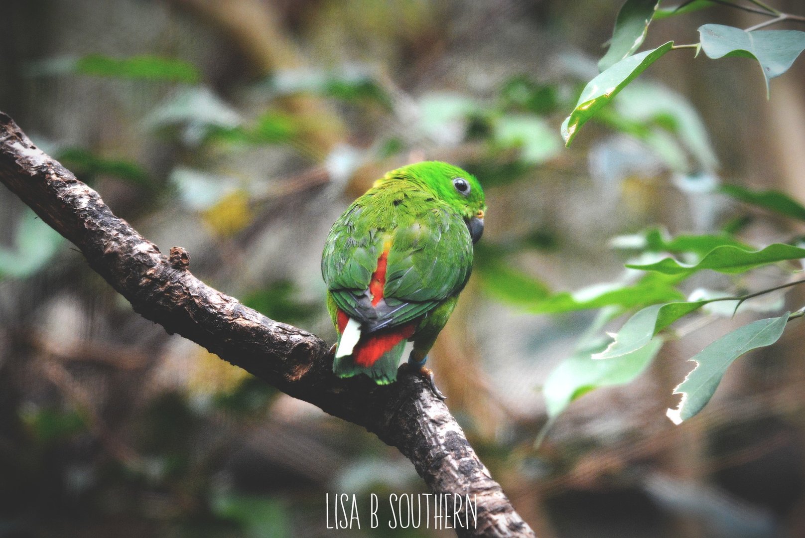 blue  crowned hanging parrot