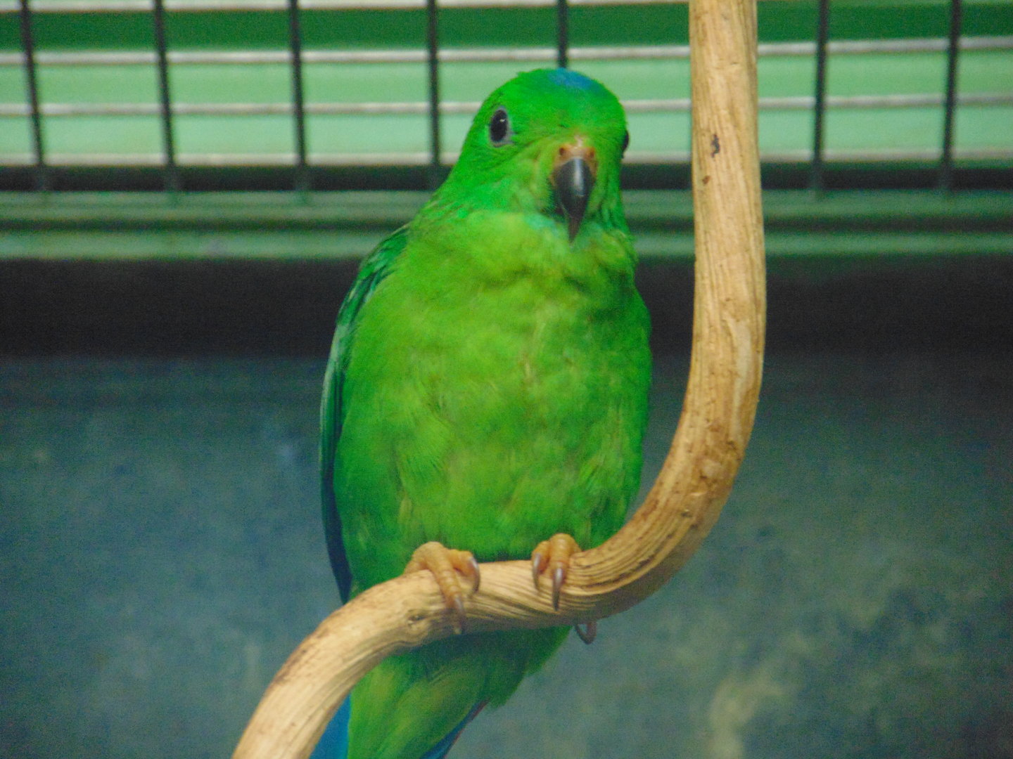 Blue-crowned Hanging-parrot