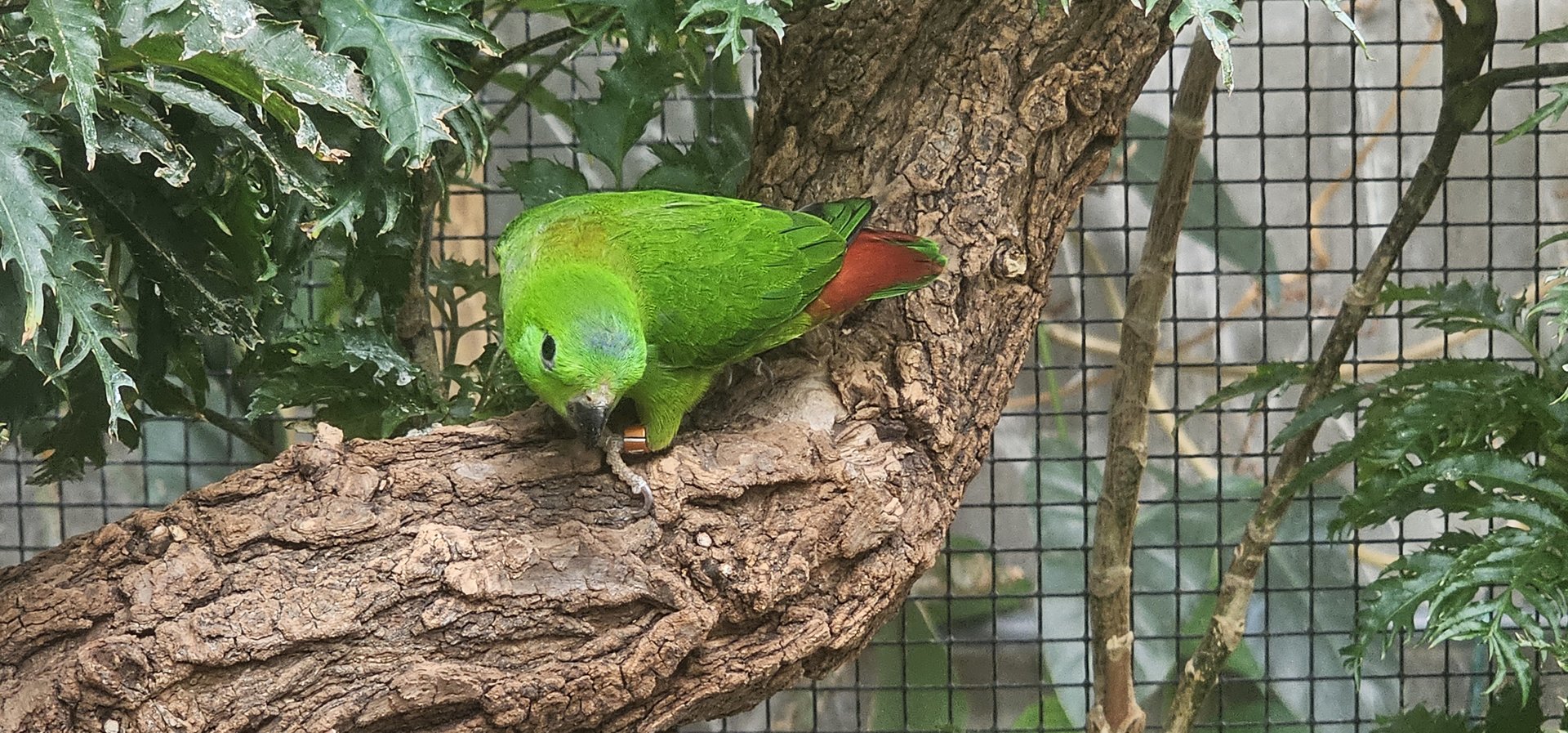 Blue crowned hanging parrot