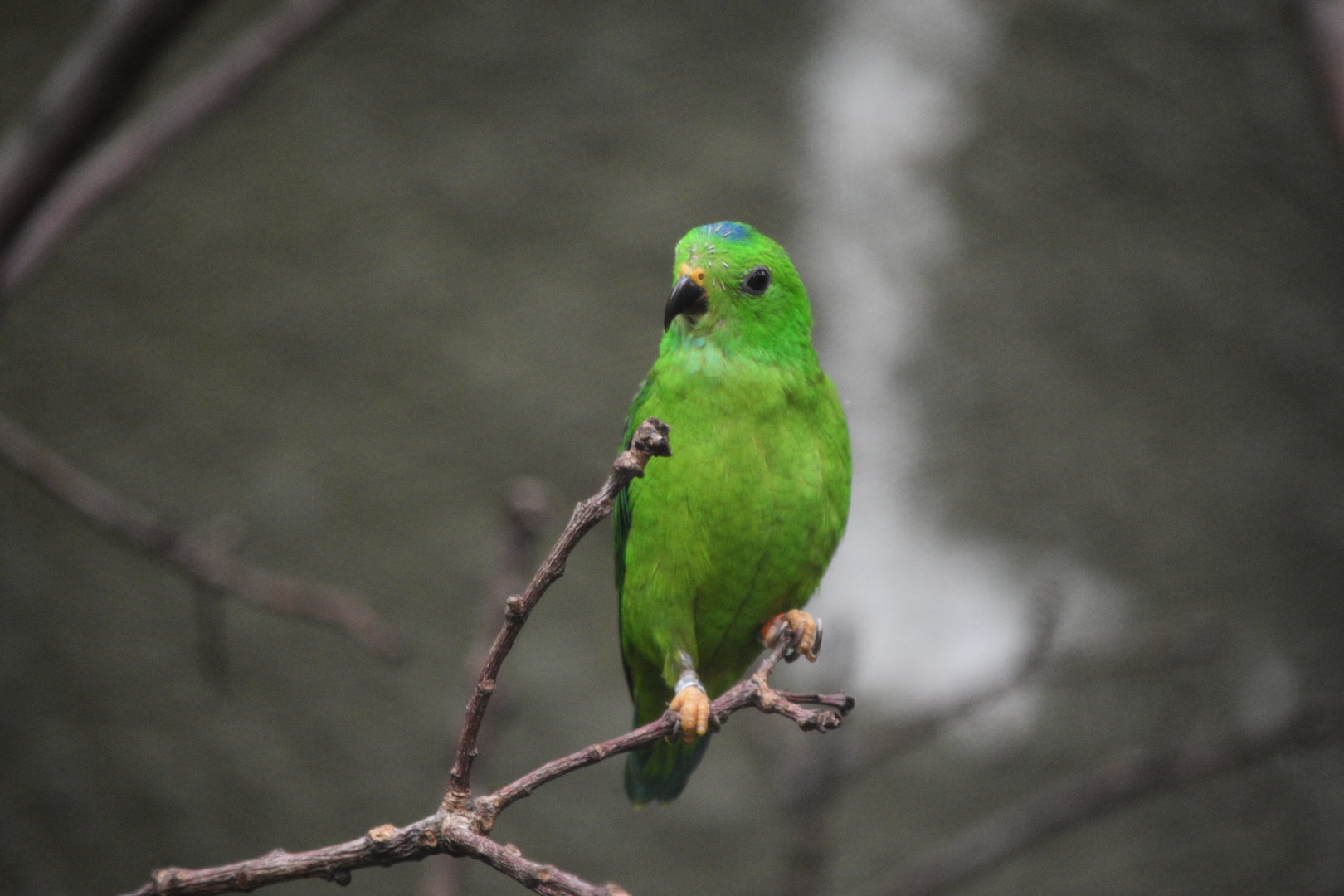 Blue-Crowned Hanging Parrot