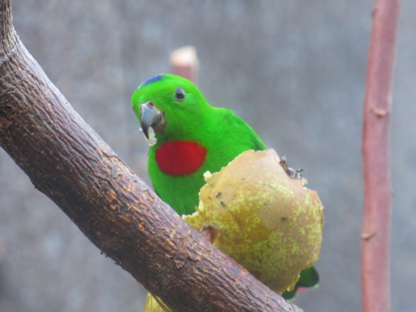 Blue-crowned hanging parrot