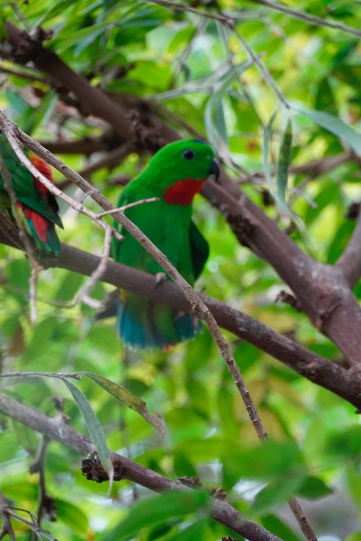Blue-Crowned Hanging Parrot