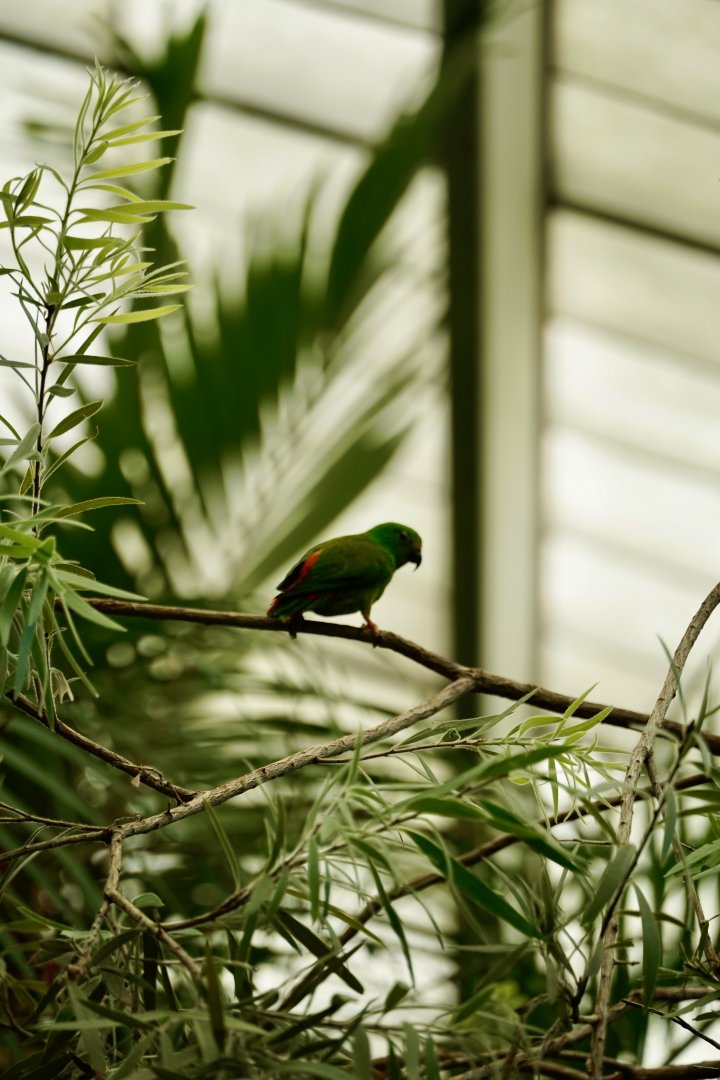 Blue-Crowned Hanging Parrot