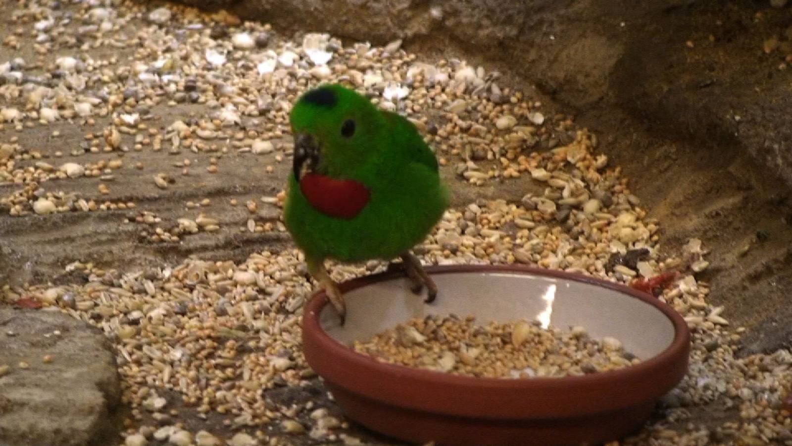 Blue crowned hanging parrot