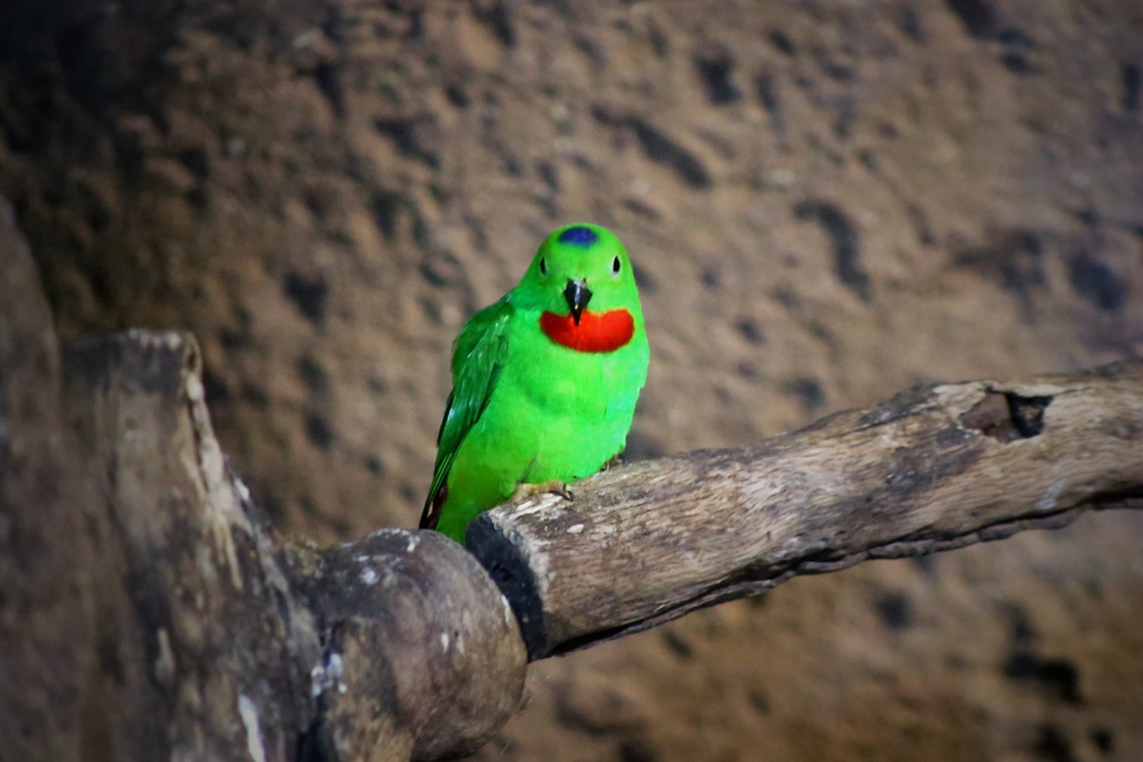 Blue-crowned Hanging Parrot