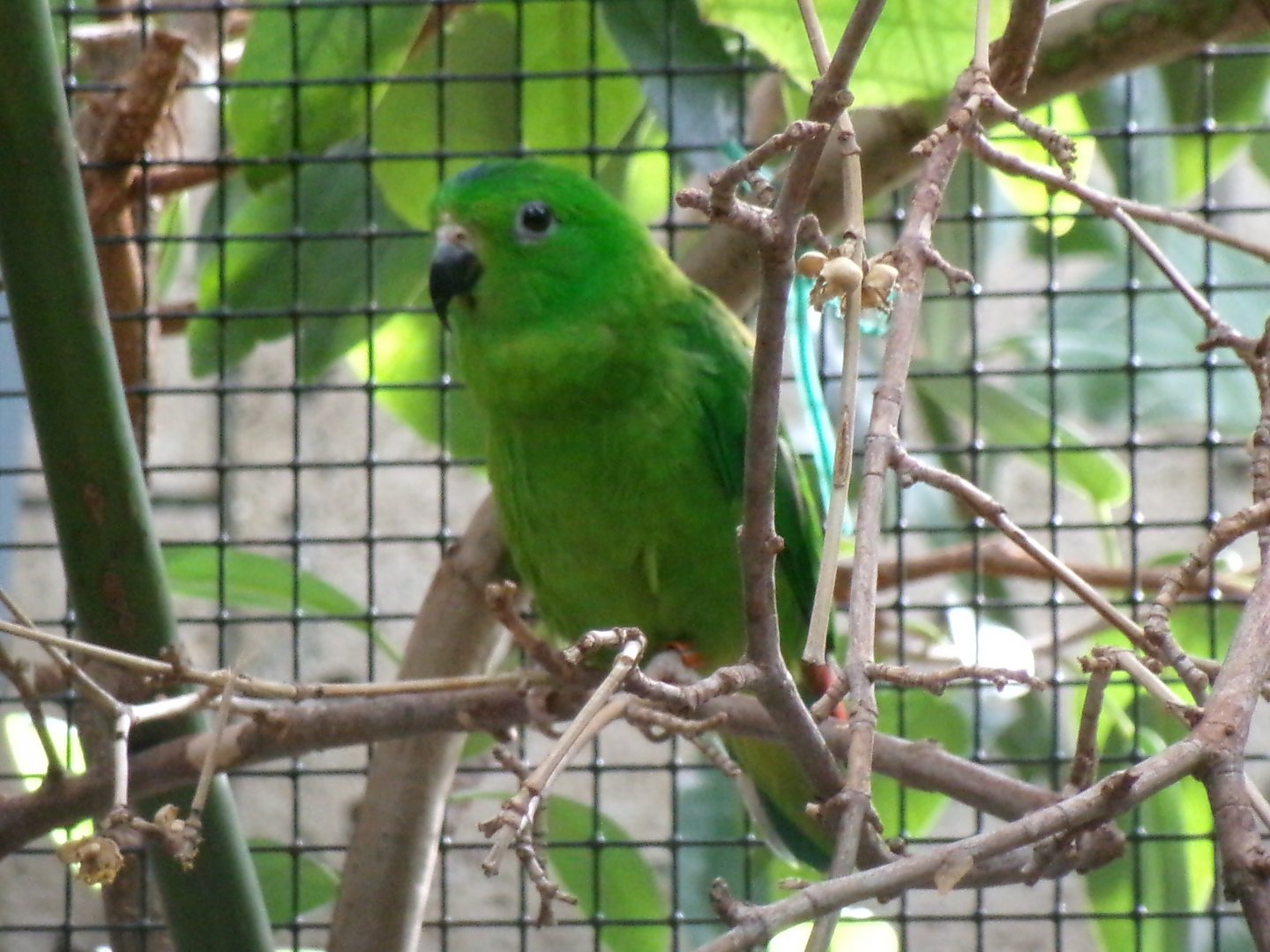 Blue-crowned hanging parrot