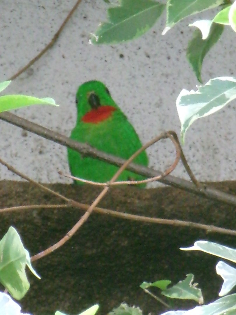 Blue-crowned hanging parrot