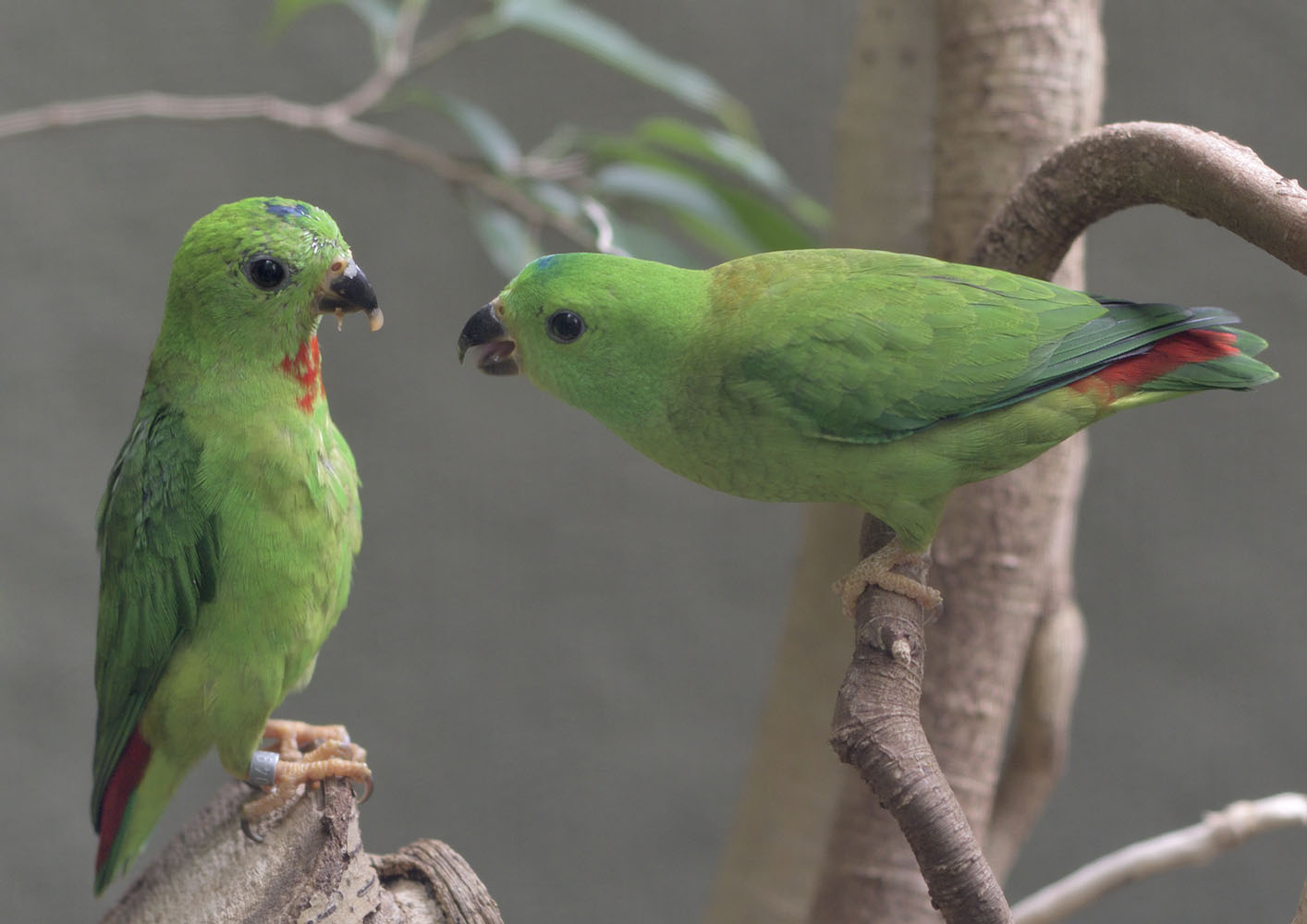 Blue-crowned hanging parrots, courtship feeding again