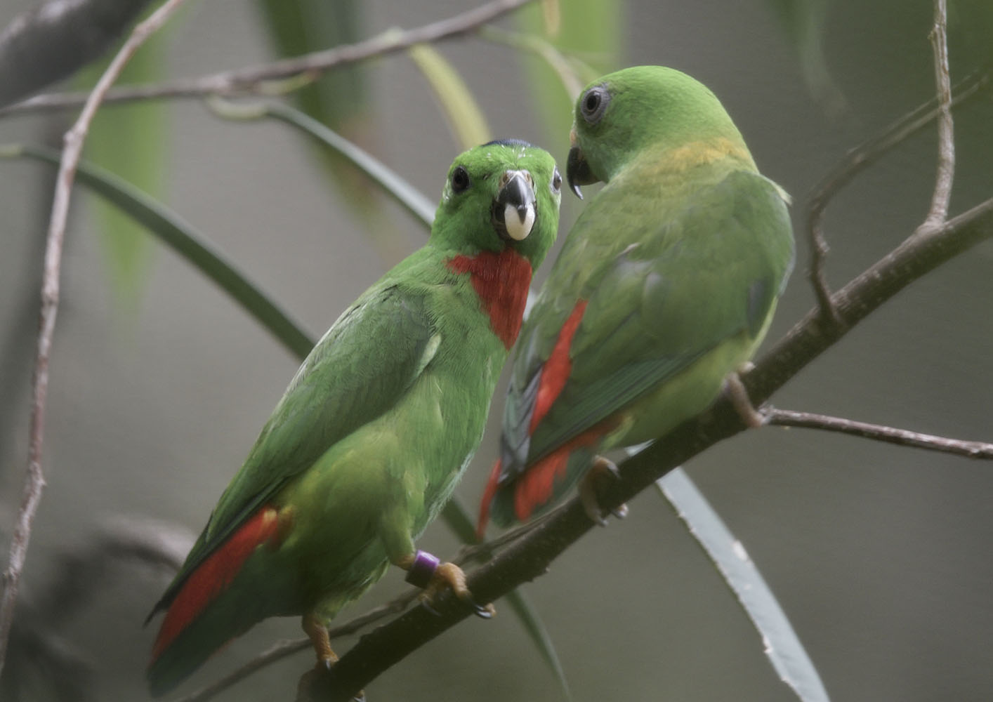 Blue-crowned hanging parrots, courtship feeding
