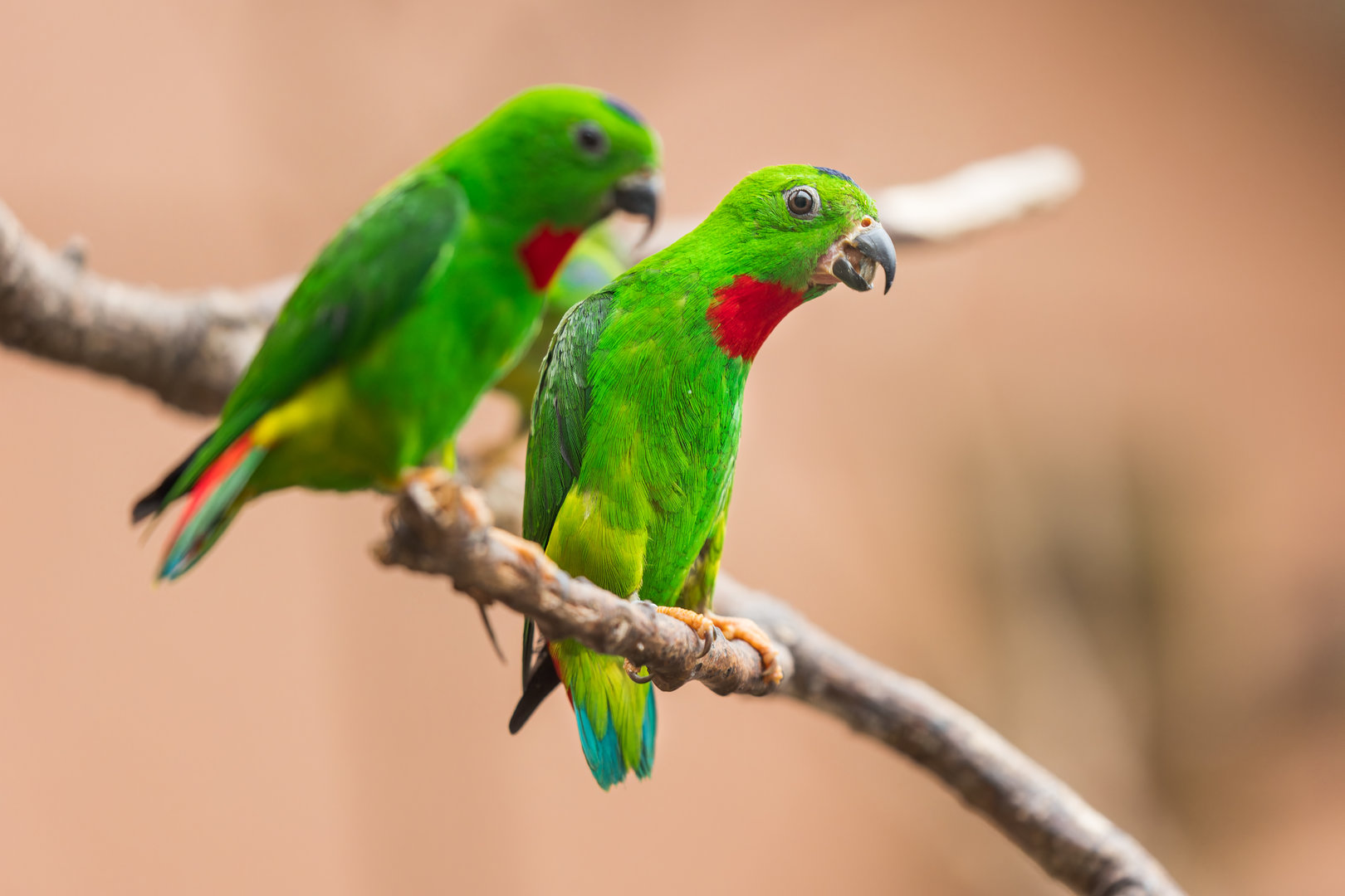Blue-crowned Hanging Parrots / Newquay / 16-3-23