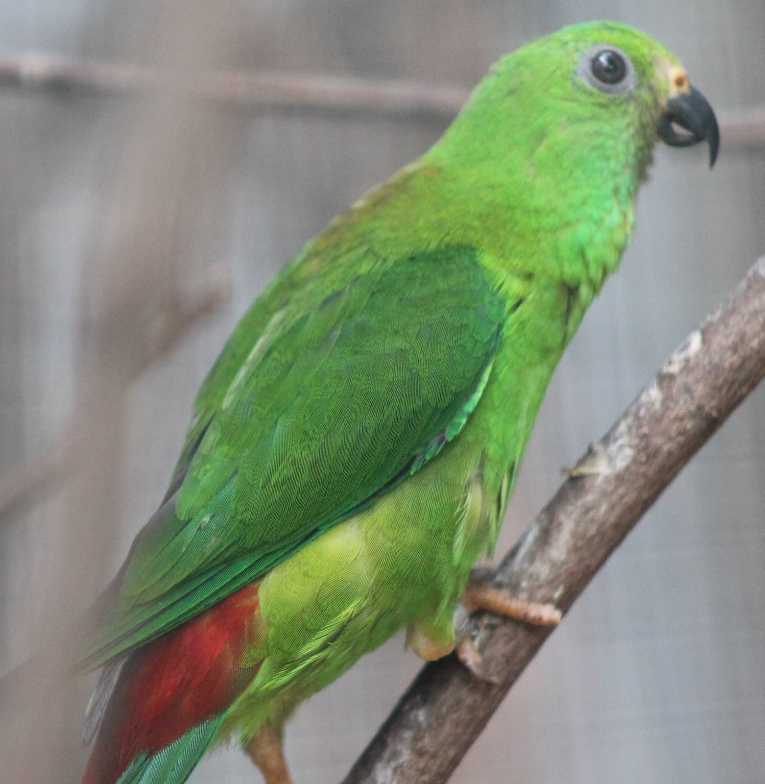 Blue-crowned haning-parrot