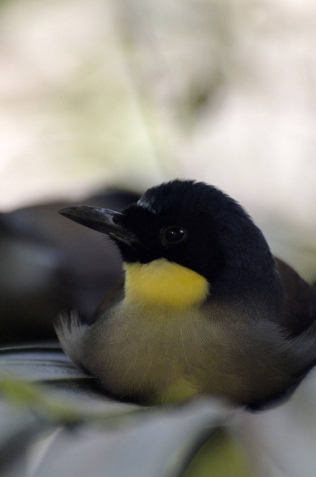 Blue crowned laughing thrush 03/01/2015
