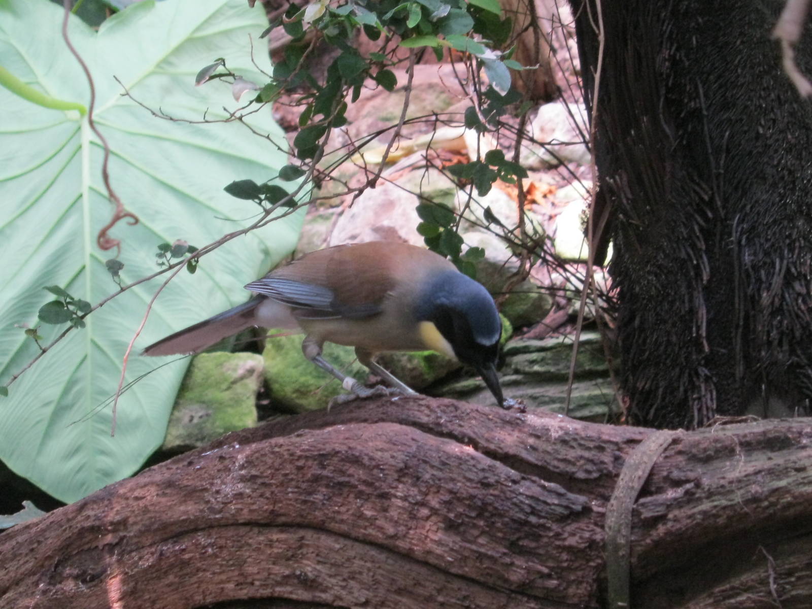 Blue-Crowned Laughing Thrush 2012