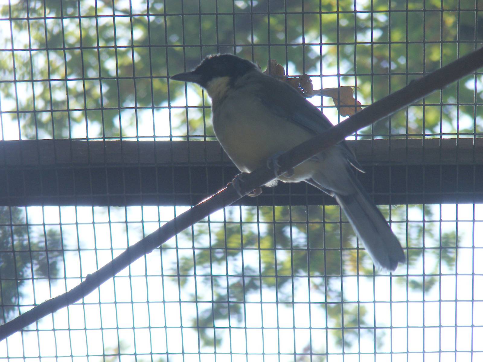 Blue-crowned laughing thrush at Paultons Park, 2 October 2011