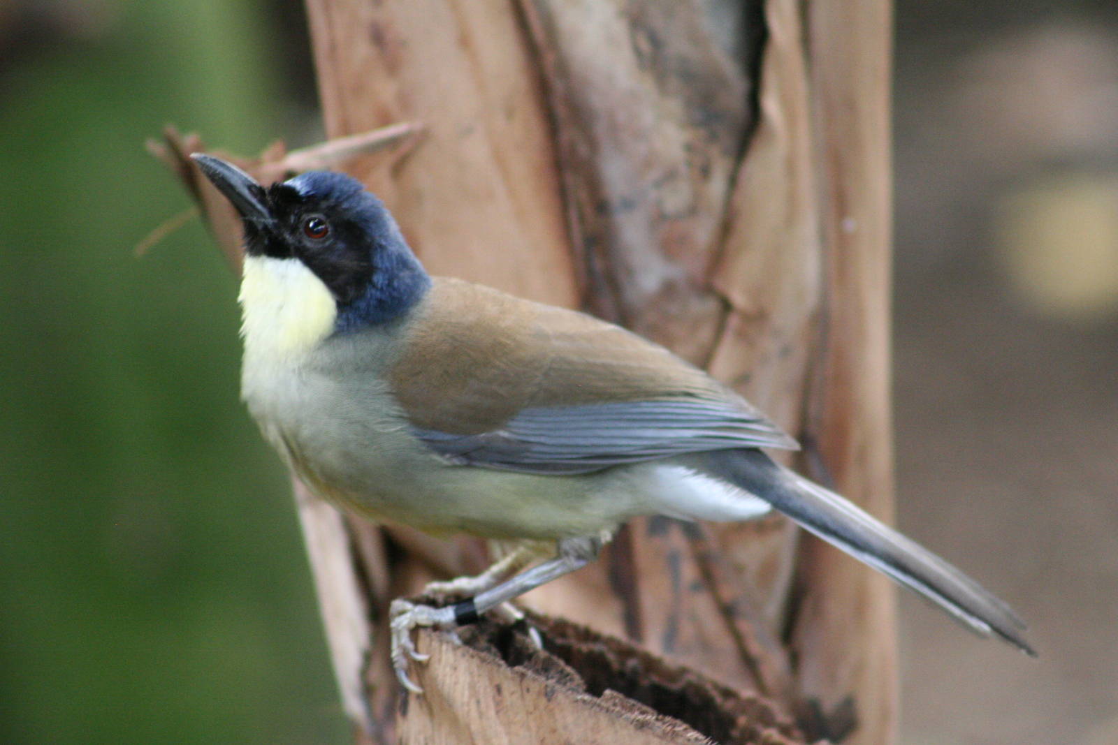 Blue-crowned Laughing Thrush @ Chester; 10.07.2015