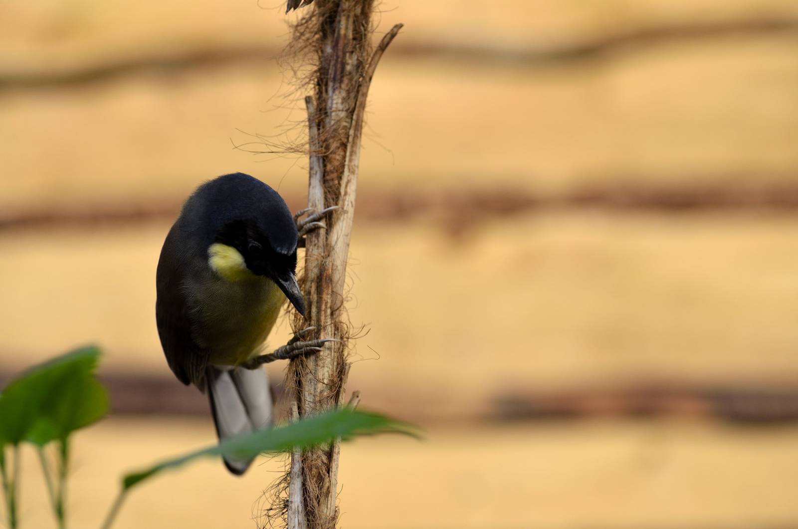 Blue Crowned Laughing Thrush in Brilliant Birds