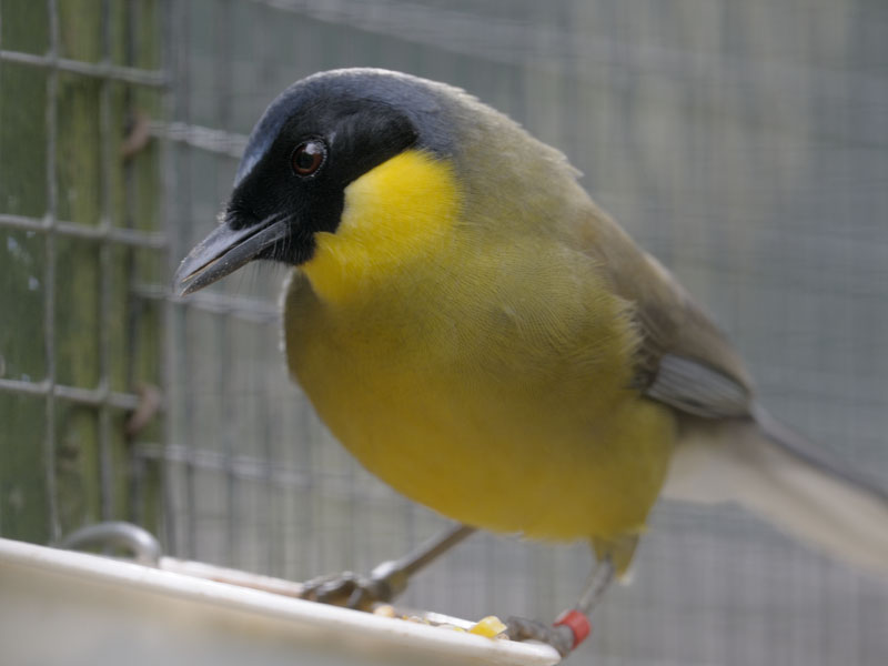 Blue-crowned laughing thrush