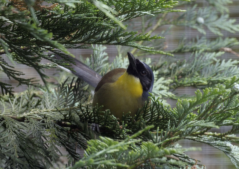 Blue crowned laughing thrush