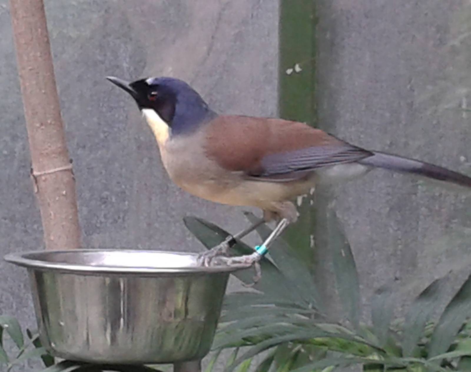Blue-crowned laughing thrush