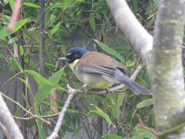 Blue-crowned Laughing Thrush.