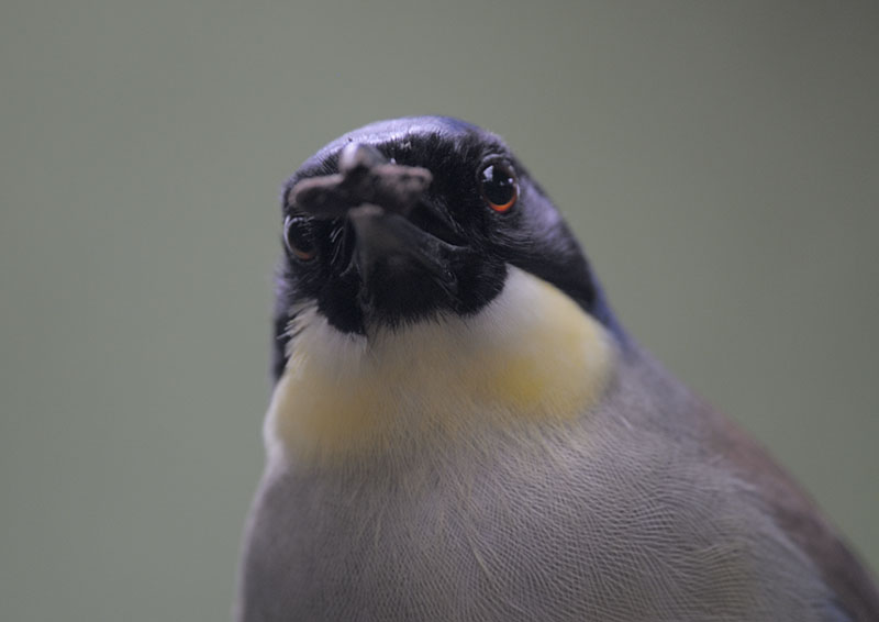 Blue-crowned laughing thrush