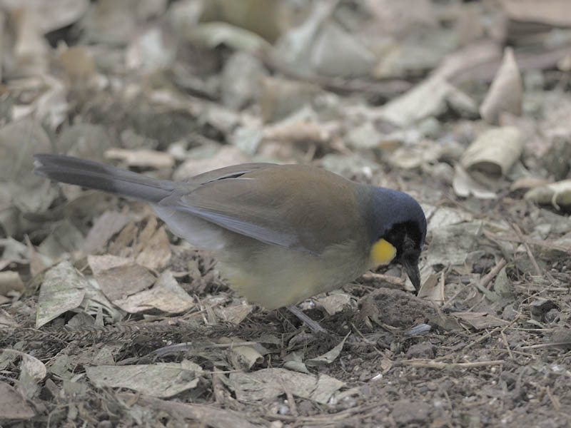 Blue-crowned laughing thrush