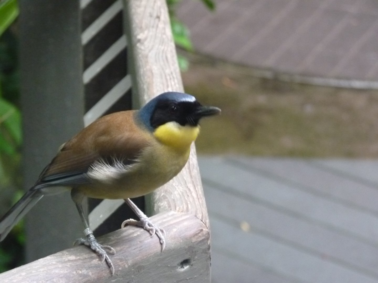 Blue crowned laughing thrush