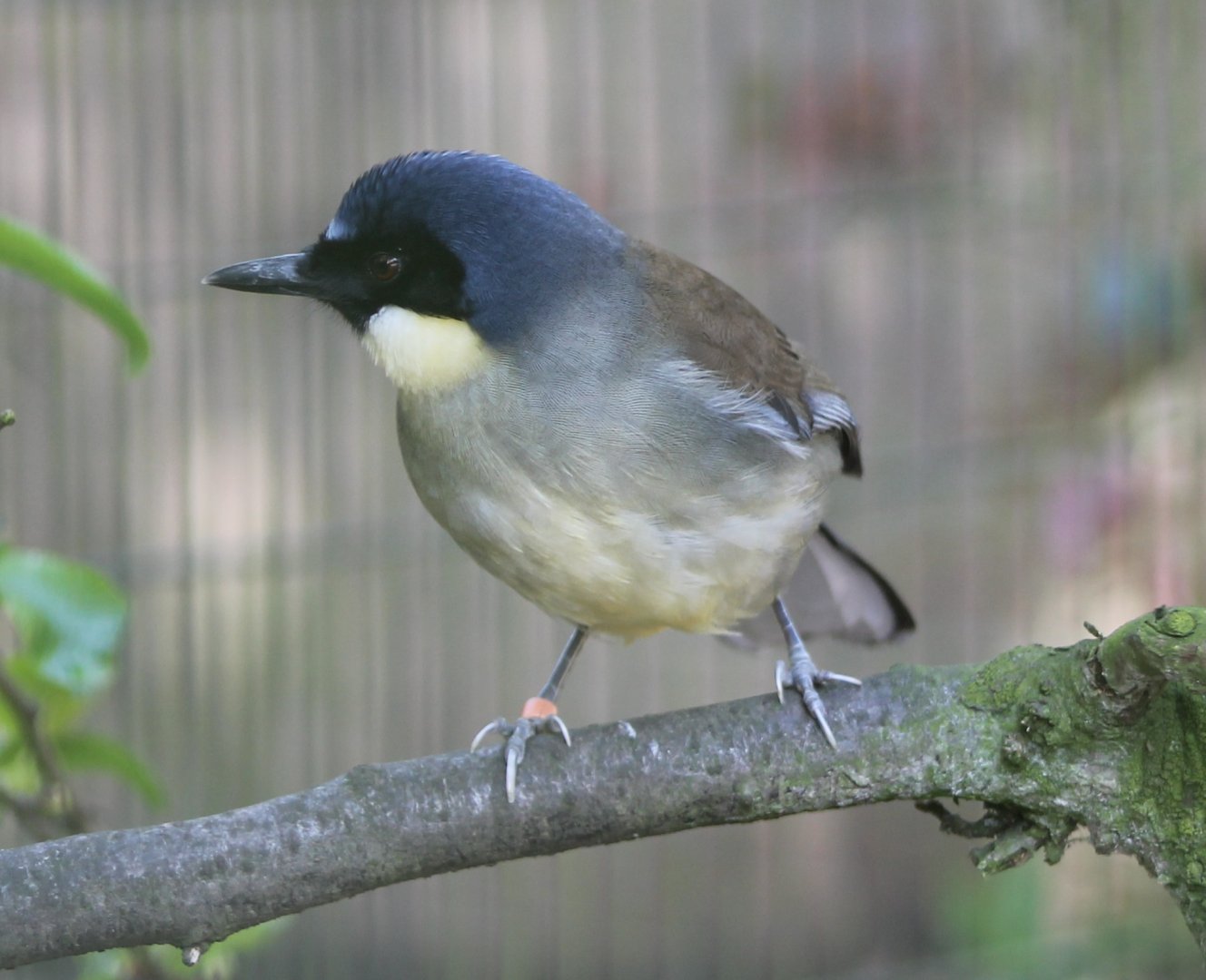 Blue-crowned laughing-thrush