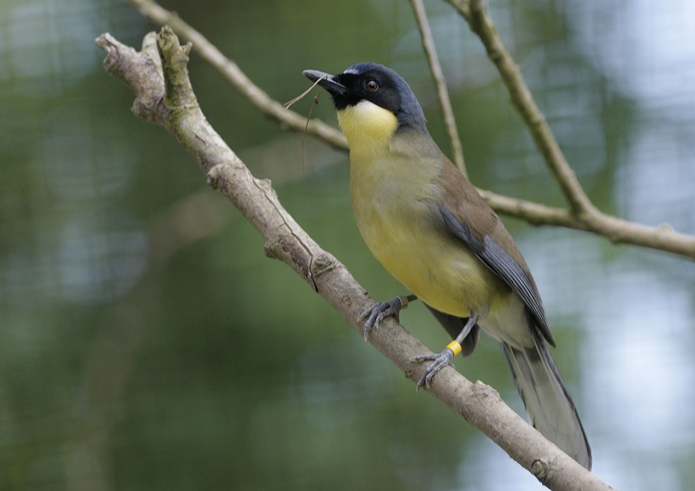 Blue-crowned laughing-thrush