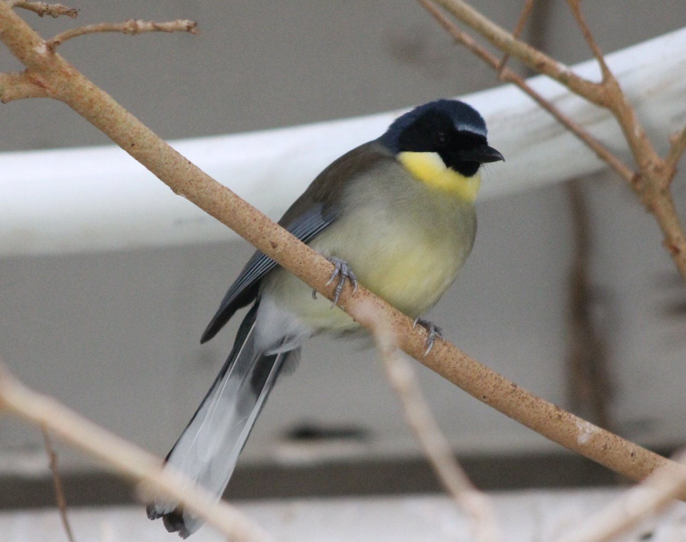 Blue-crowned laughing-thrush