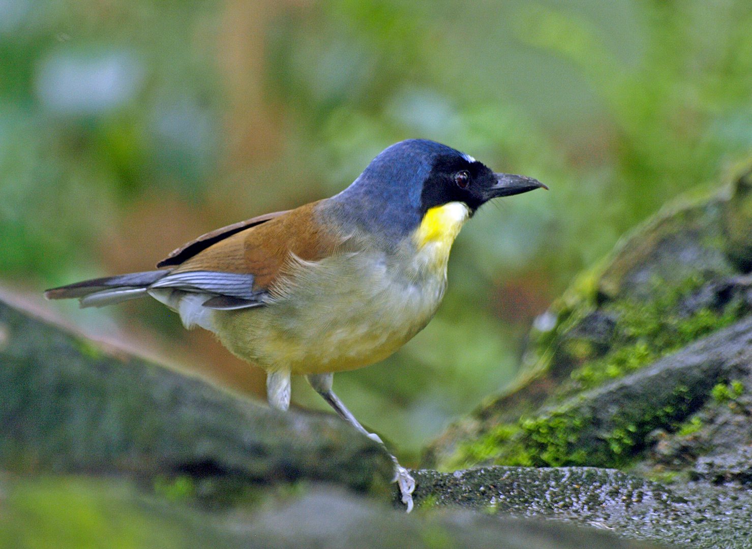 Blue-crowned Laughing thrush