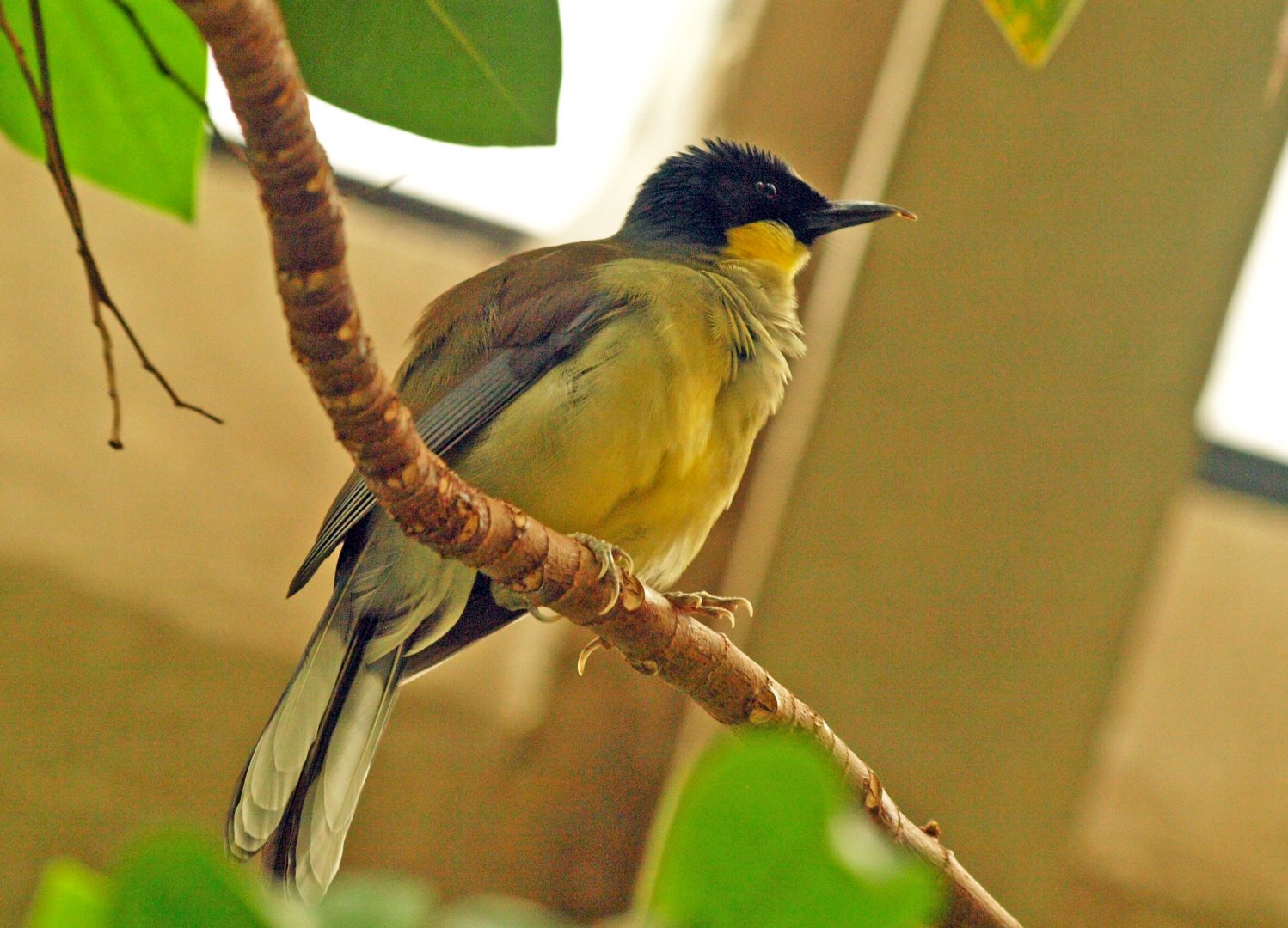 Blue-crowned laughing thrush