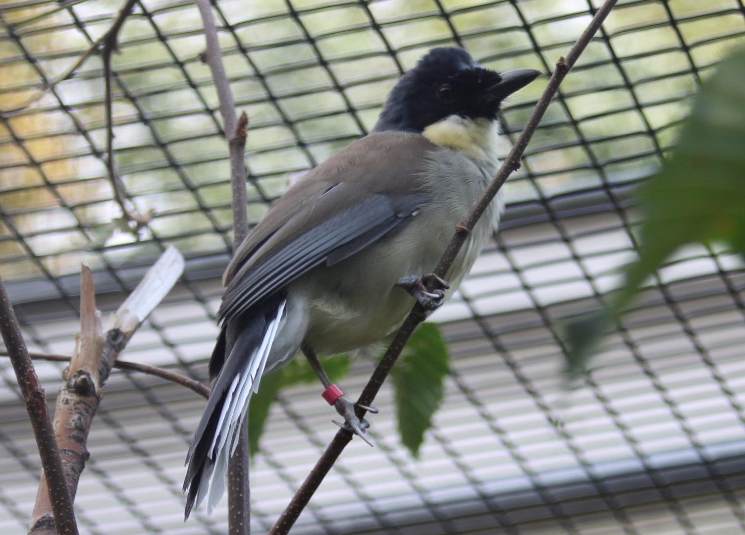 Blue-crowned laughing-thrush
