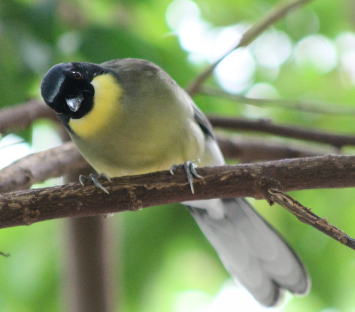 Blue-crowned laughing-thrush