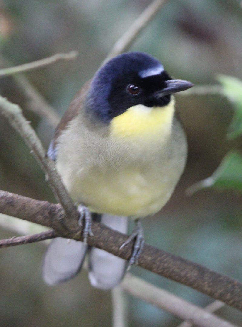 Blue-crowned laughing-thrush
