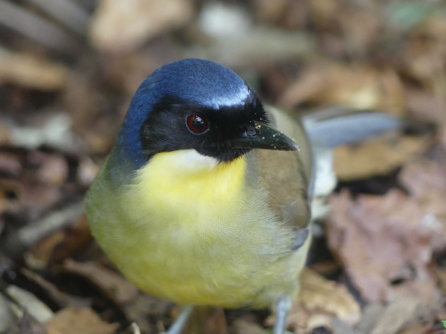 Blue Crowned Laughingthrush - 11.07.25