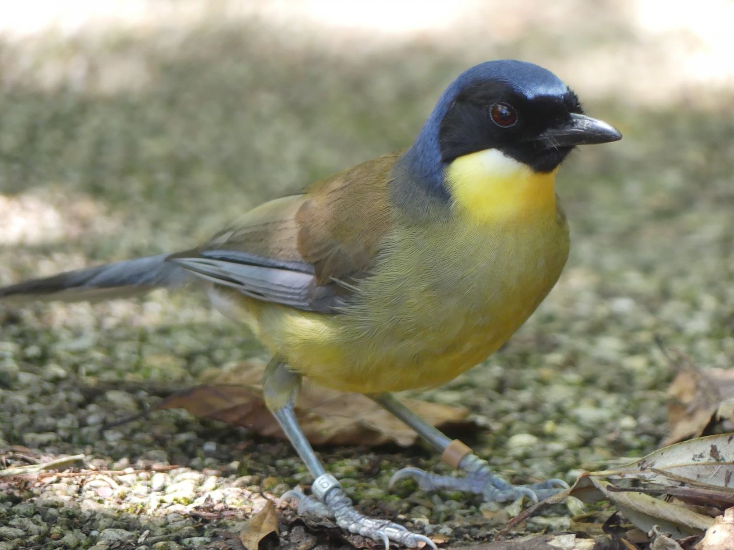 Blue Crowned Laughingthrush - 11.07.25