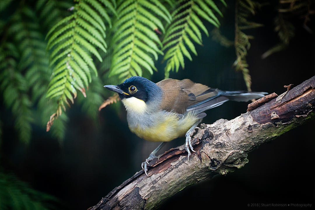 Blue-Crowned Laughingthrush - 12/08/2018