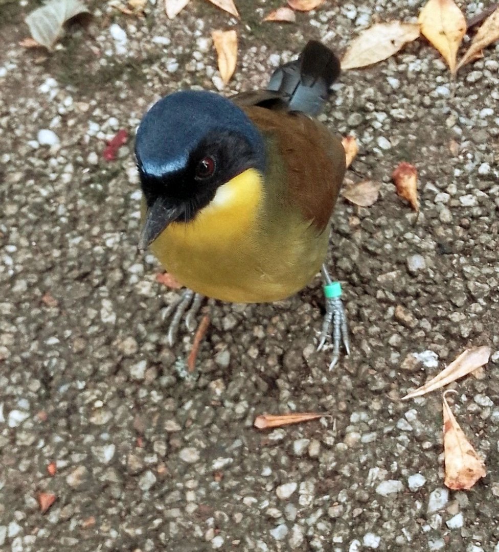 Blue crowned laughingthrush 18102025