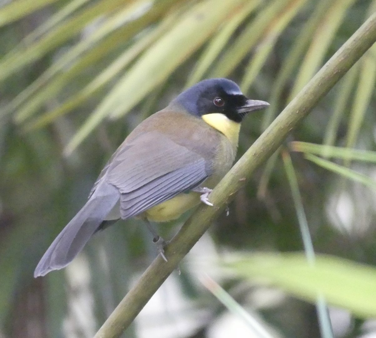 Blue Crowned Laughingthrush - 21.10.24