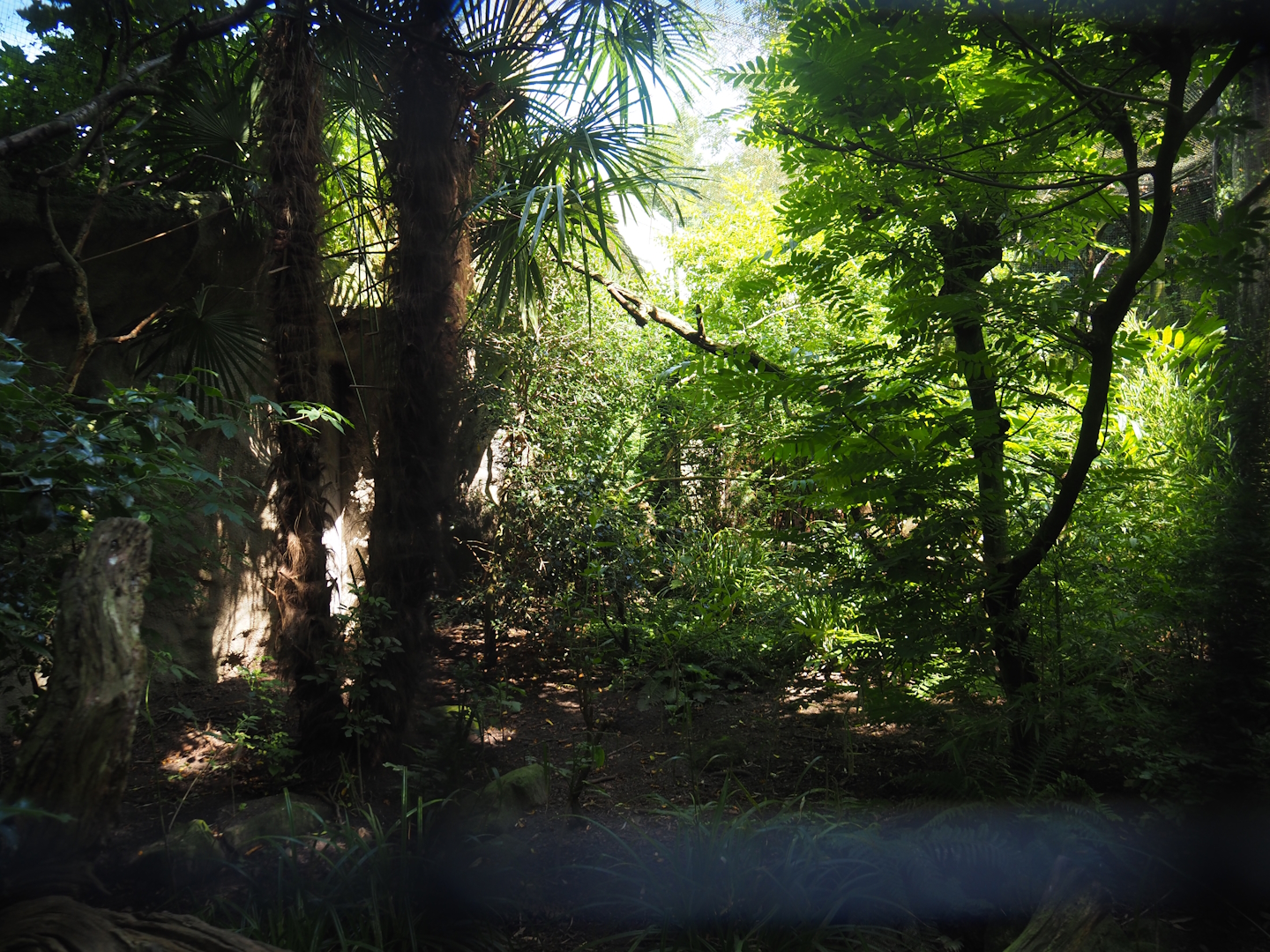 Blue-crowned laughingthrush and Sumatran black-and-white laughingthrush aviary, 2024-06-30