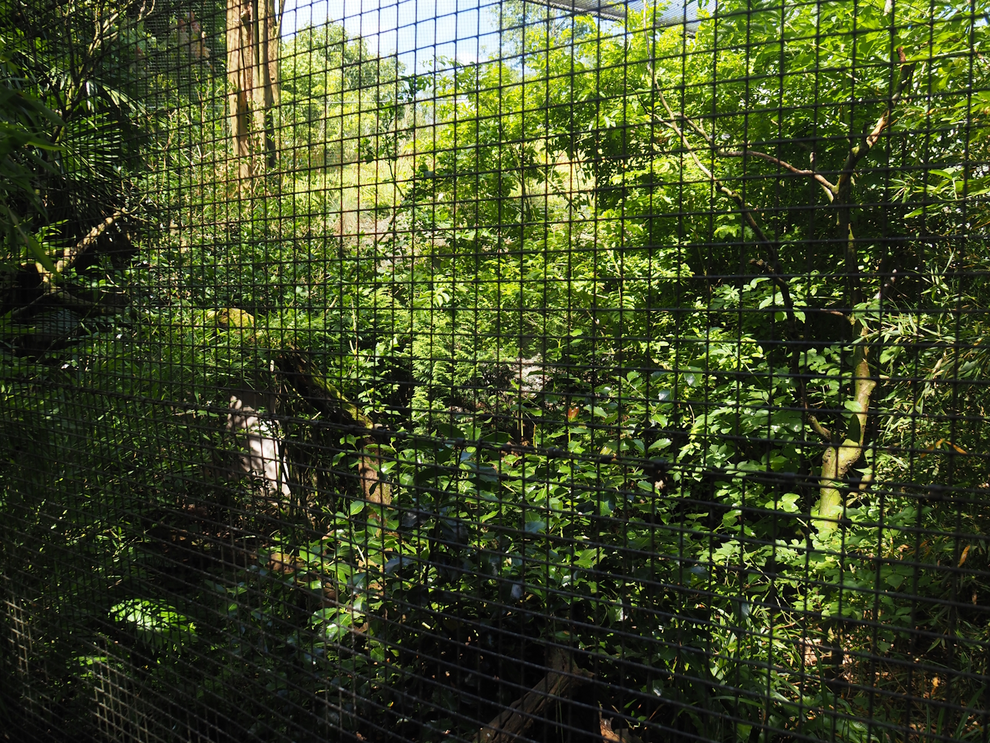 Blue-crowned laughingthrush and Sumatran black-and-white laughingthrush aviary, 2024-06-30