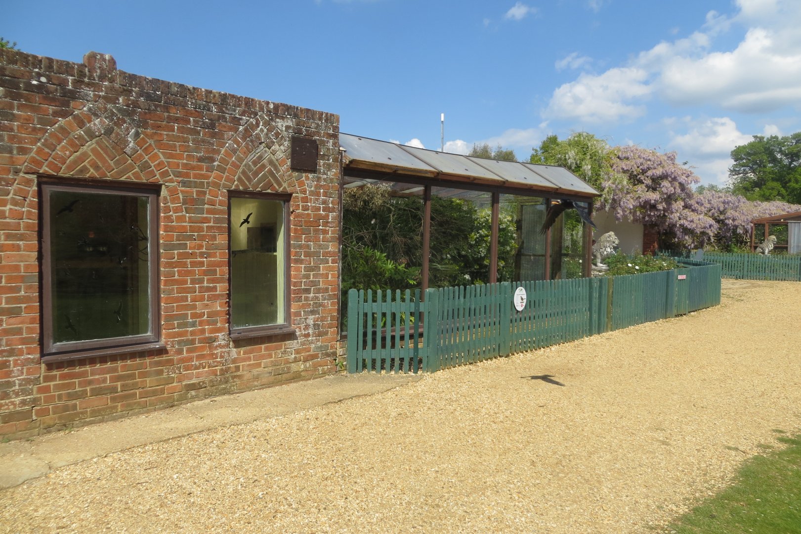 Blue-crowned laughingthrush aviary 110519